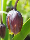 View full-size image Fritillaria assyriaca