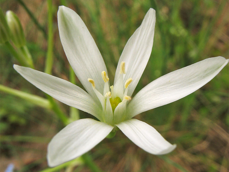 Image of Ornithogalum umbellatum specimen.