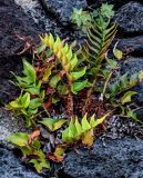 View full-size image Cyrtomium falcatum