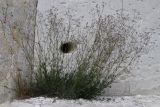 Смотреть изображение Gypsophila altissima