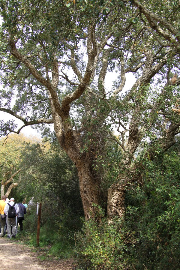 Image of Quercus suber specimen.