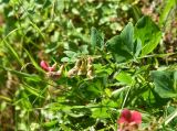 View full-size image Lathyrus miniatus