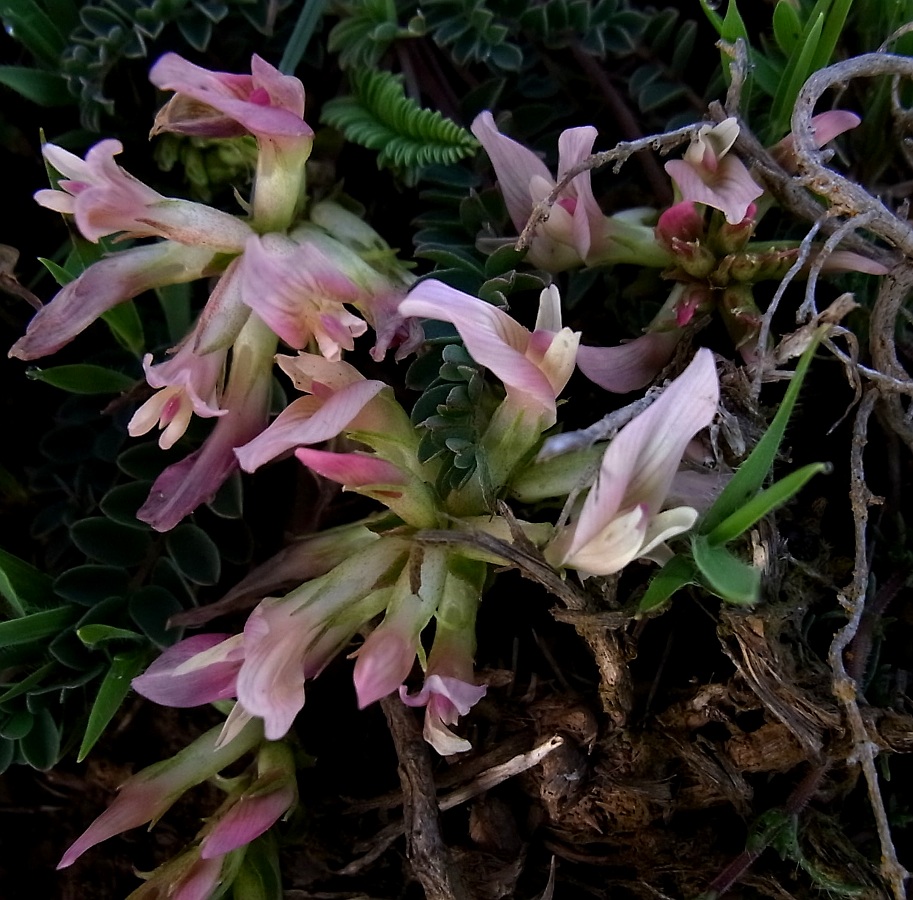 Изображение особи Astragalus monspessulanus.