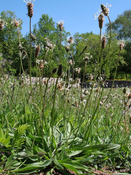 Изображение особи Plantago lanceolata.