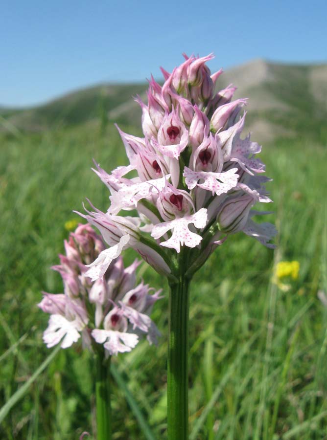 Image of Neotinea tridentata specimen.