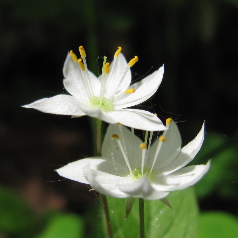 Изображение особи Trientalis europaea.