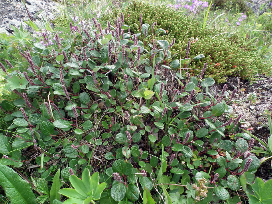 Image of Salix reticulata specimen.