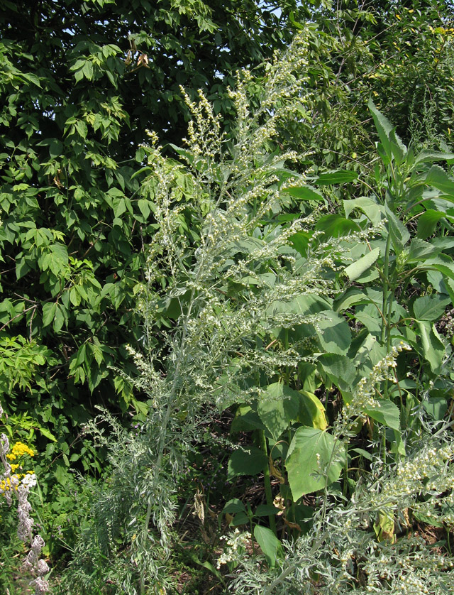 Изображение особи Artemisia absinthium.