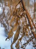 Solidago canadensis. Часть высохшего стебля с листьями. Чувашия, окр. г. Шумерля, возле объездной трассы. 3 марта 2009 г.