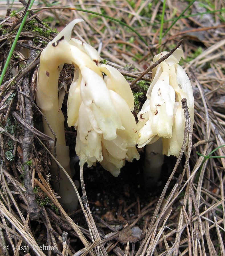 Image of Hypopitys monotropa specimen.