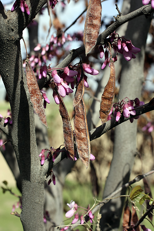 Image of genus Cercis specimen.