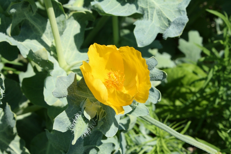 Image of Glaucium flavum specimen.