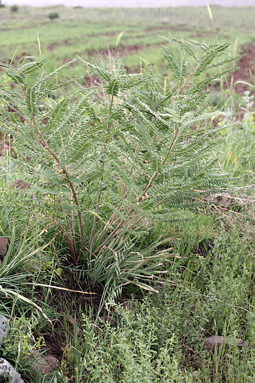 Image of Astragalus retamocarpus specimen.