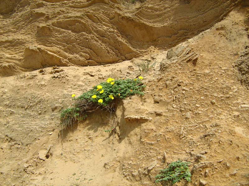 Изображение особи Oenothera drummondii.