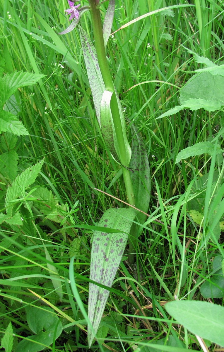 Изображение особи Dactylorhiza incarnata.