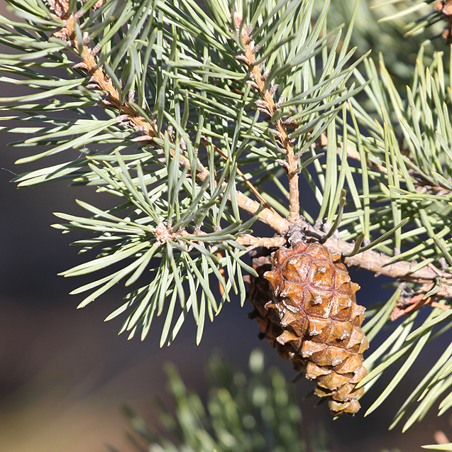 Image of Pinus sylvestris ssp. hamata specimen.