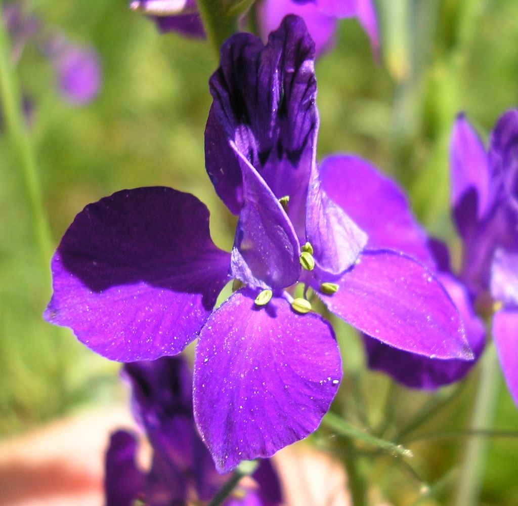 Изображение особи Delphinium hispanicum.