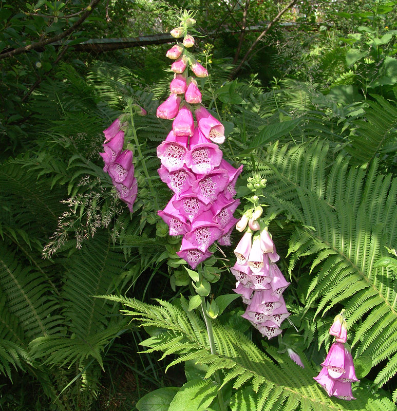 Image of Digitalis purpurea specimen.