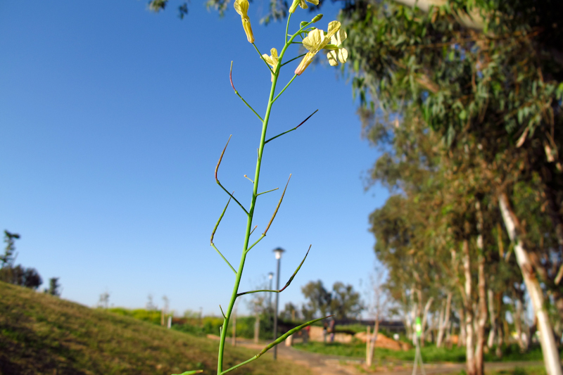 Image of Raphanus raphanistrum specimen.