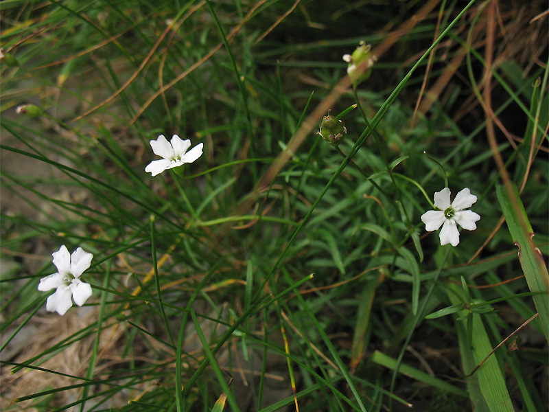 Image of Heliosperma carpaticum specimen.