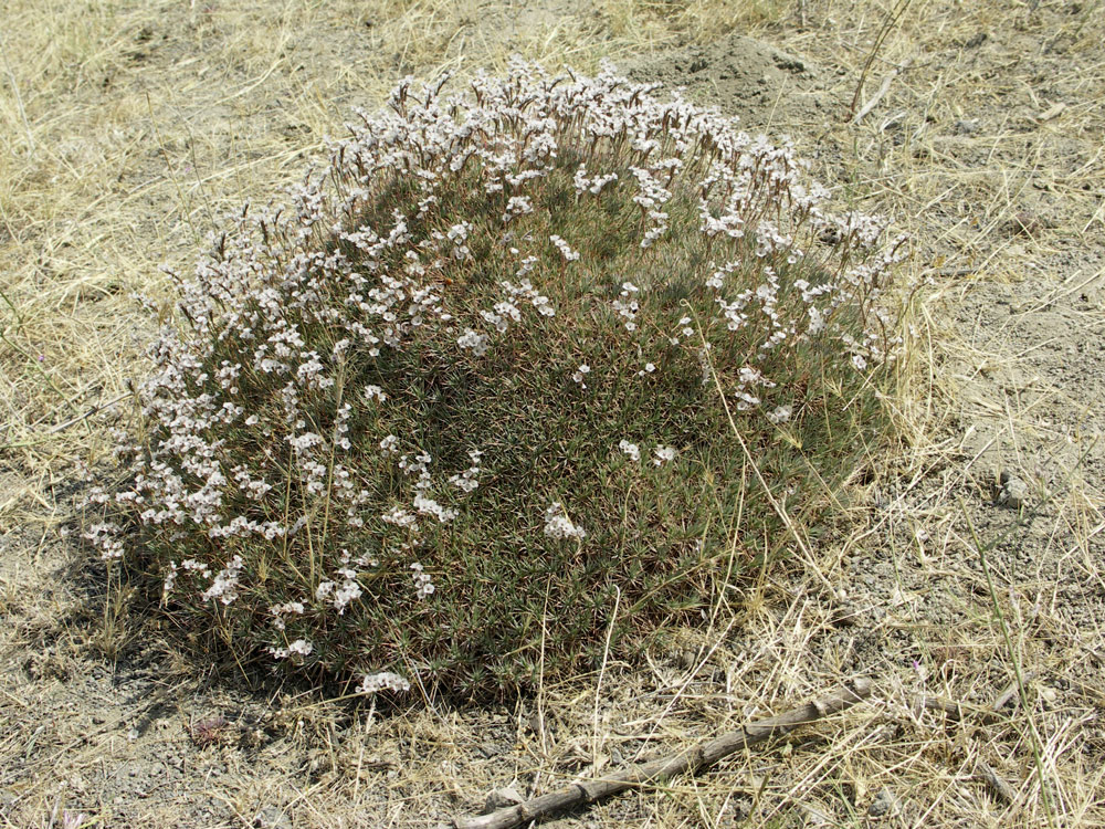 Image of Acantholimon hohenackeri specimen.