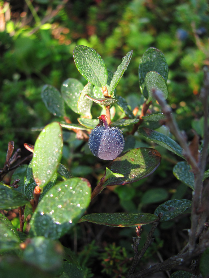 Image of Vaccinium uliginosum specimen.