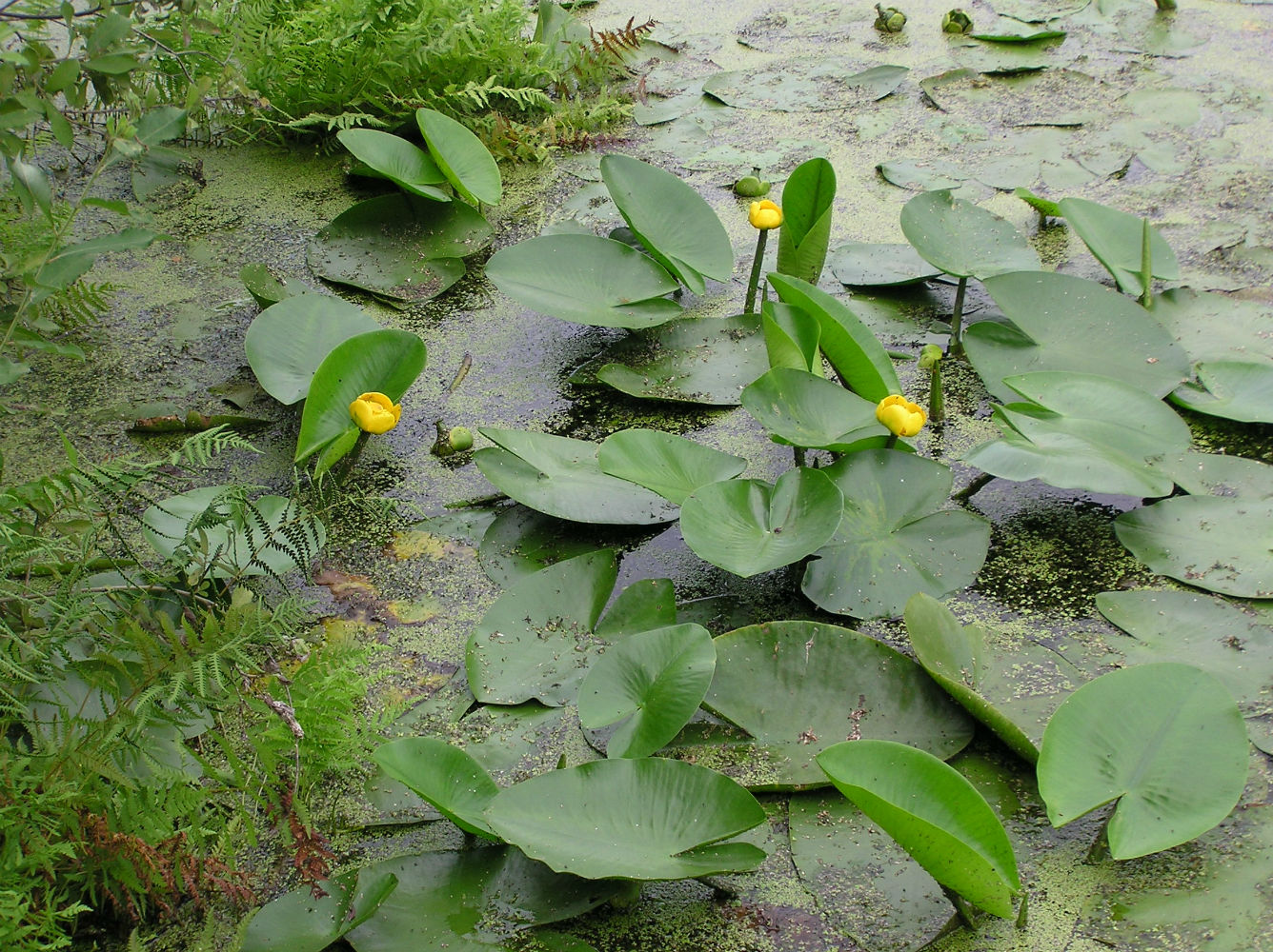 Image of Nuphar lutea specimen.