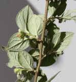 Cotoneaster dielsianus. Раскрывающиеся цветки и листья (видна их обратная сторона). Германия, г. Кемпен, в прогулочной зоне. 25.05.2012.