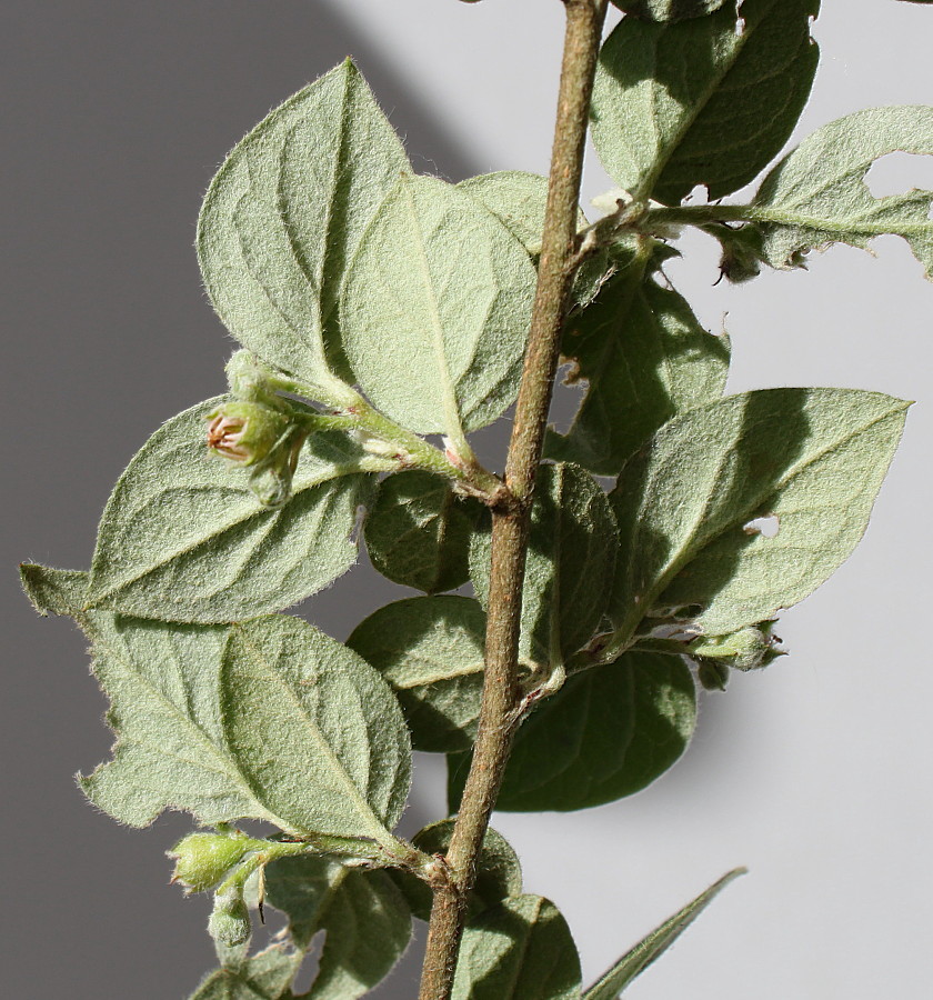 Image of Cotoneaster dielsianus specimen.