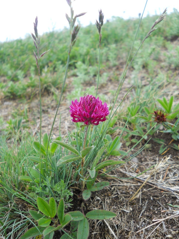 Image of Trifolium alpestre specimen.