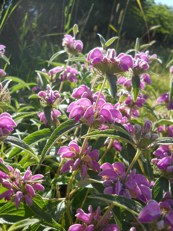 Изображение особи Phlomis taurica.