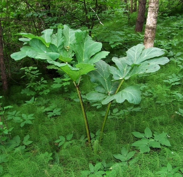 Image of Heracleum sosnowskyi specimen.