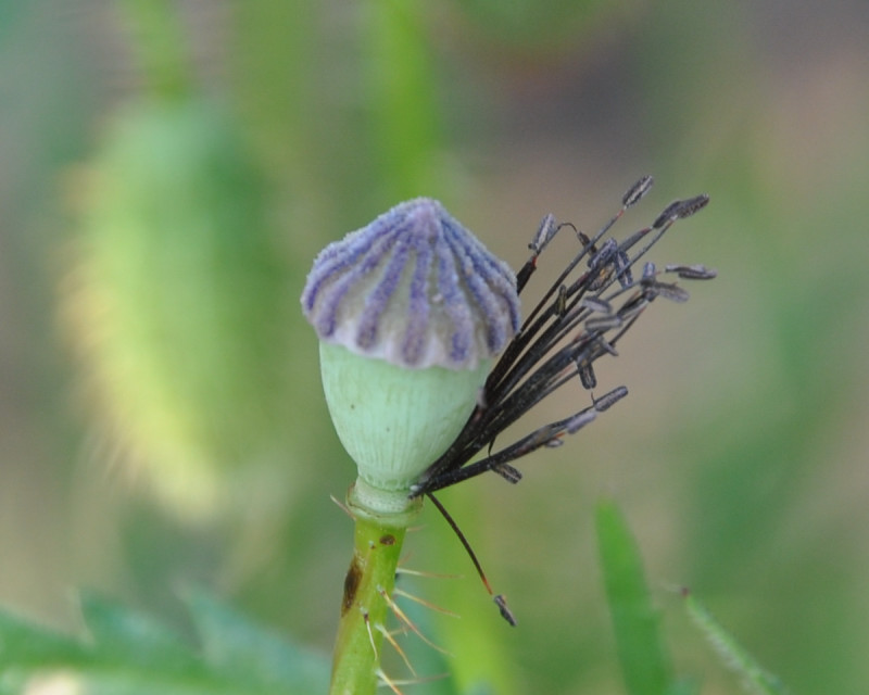 Image of Papaver rhoeas specimen.