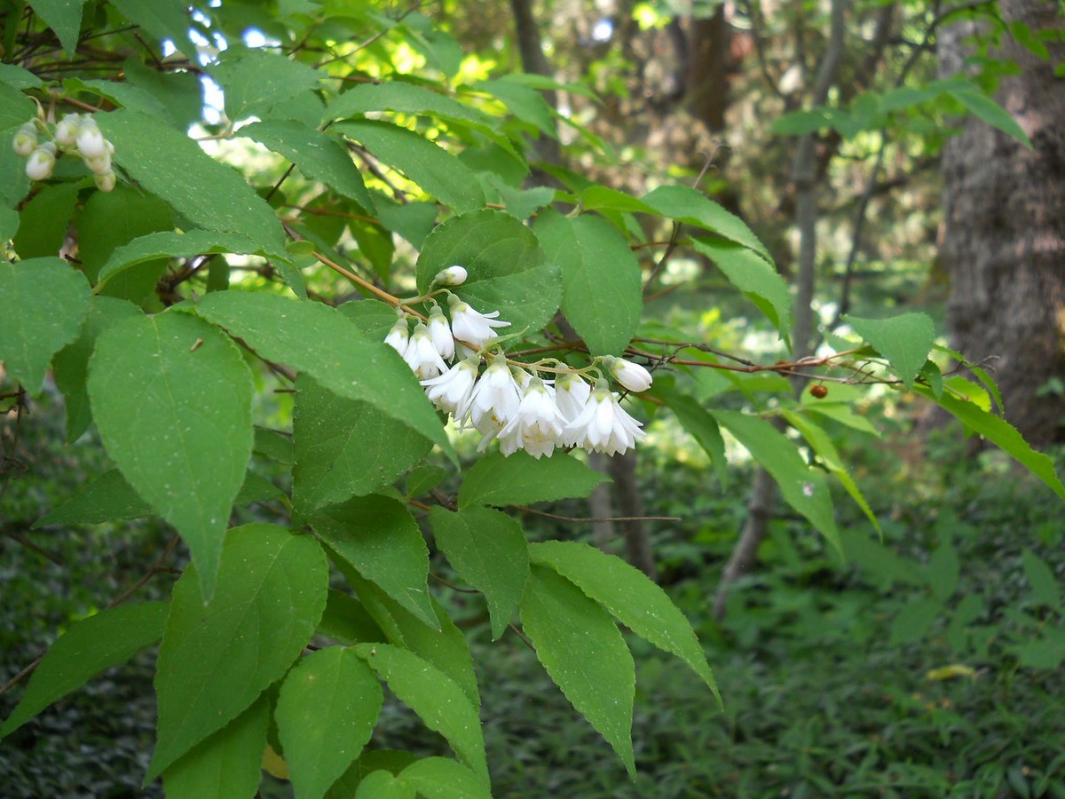 Image of genus Deutzia specimen.