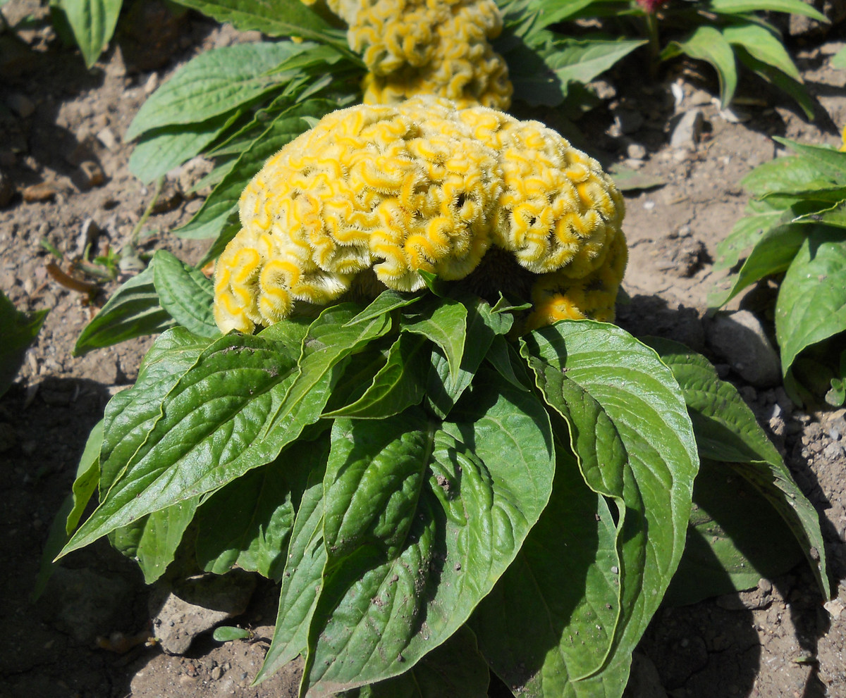 Изображение особи Celosia cristata.