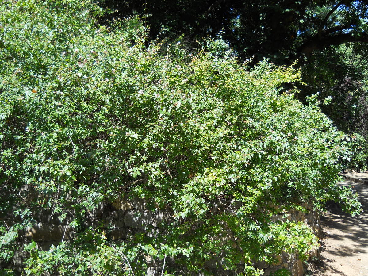 Image of Abelia &times; grandiflora specimen.