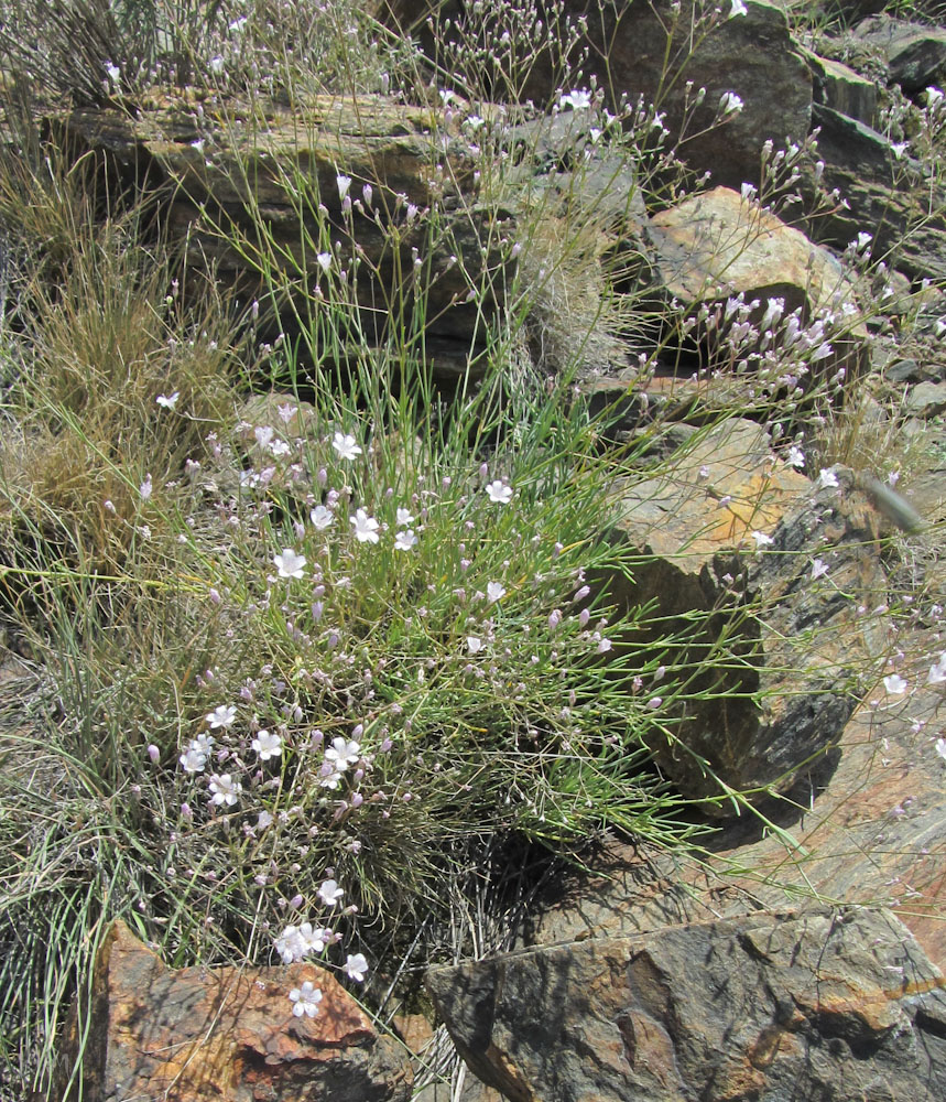 Image of Gypsophila rupestris specimen.