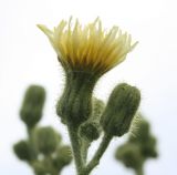 Sonchus palustris