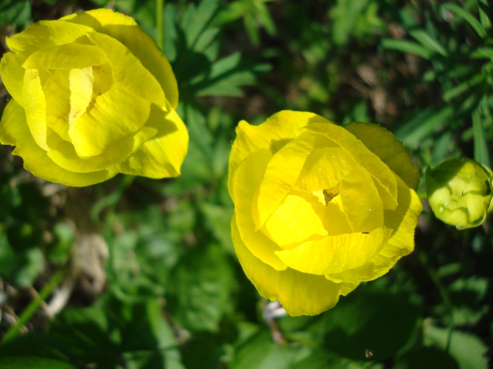 Image of Trollius europaeus specimen.