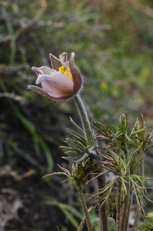 Image of Pulsatilla multifida specimen.