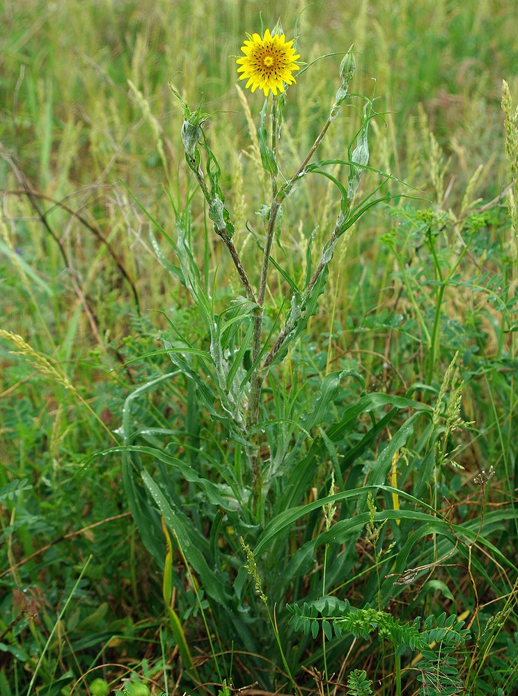 Image of Tragopogon dasyrhynchus specimen.