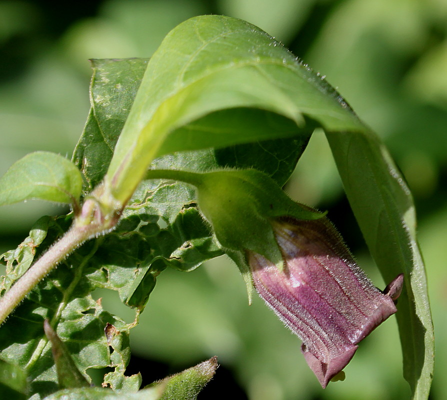 Image of Atropa bella-donna specimen.