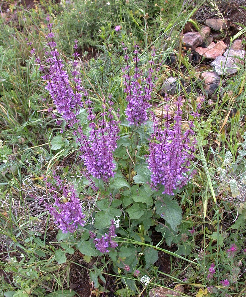 Image of Salvia judaica specimen.