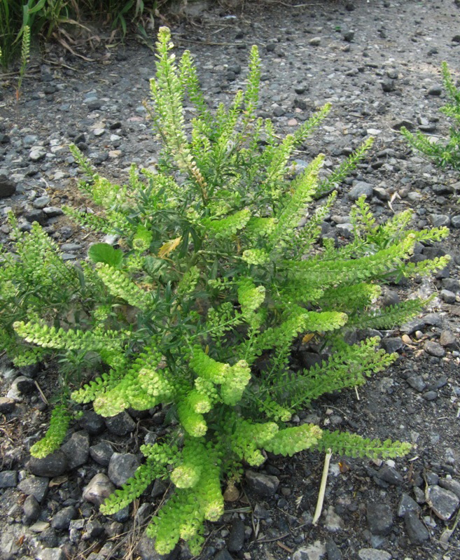 Image of Lepidium densiflorum specimen.