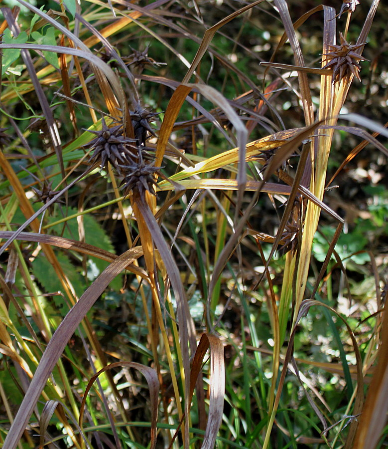 Image of Carex grayi specimen.