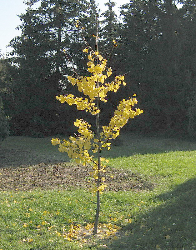 Image of Ginkgo biloba specimen.