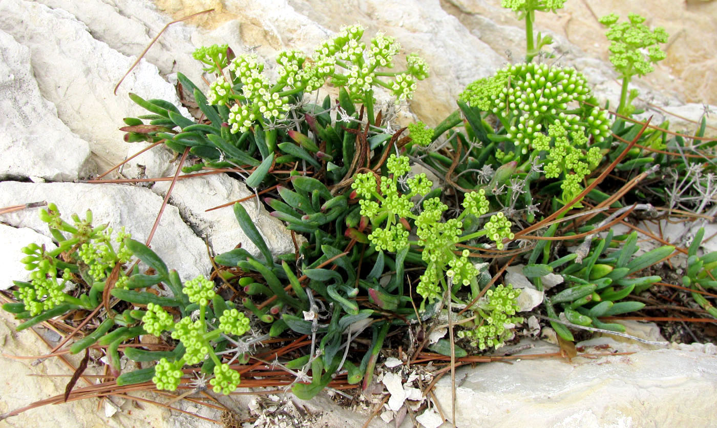 Image of Crithmum maritimum specimen.