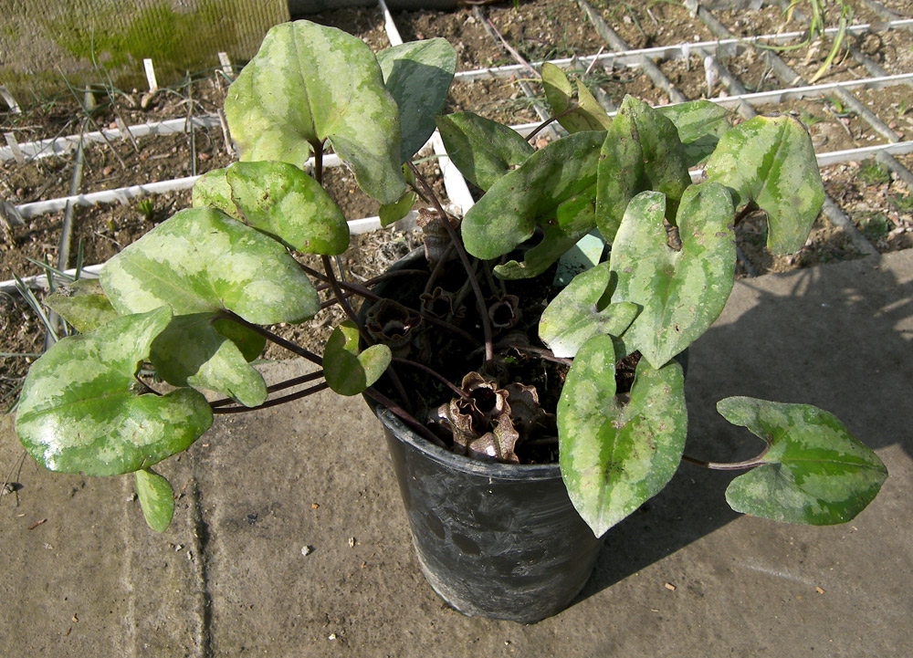 Image of Asarum splendens specimen.