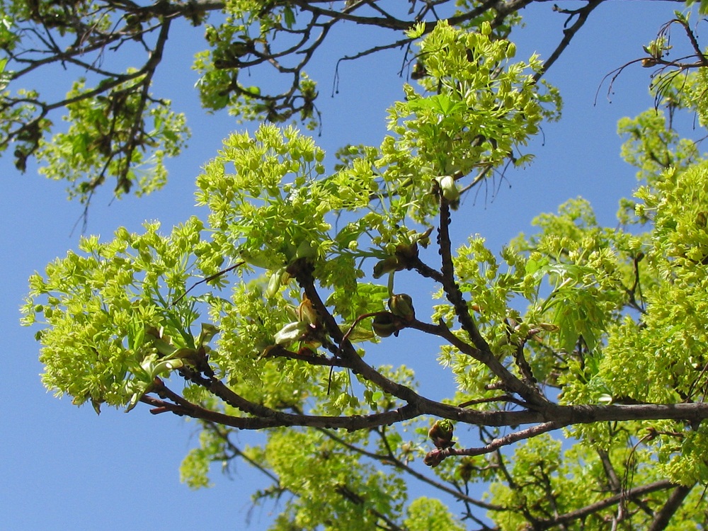 Image of Acer platanoides specimen.