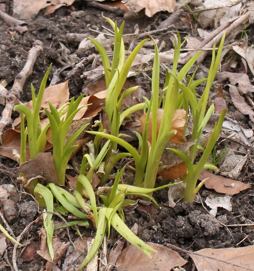 Image of Hemerocallis minor specimen.